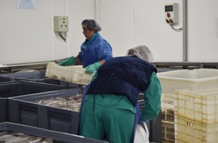 Congelados SB