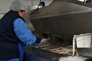 Congelados SB